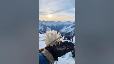 حشرة اللوتس
